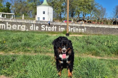 Ein großer, freundlicher Berner Sennenhund steht mit heraushängender Zunge auf einer grünen Wiese. Im Hintergrund ist eine Mauer mit der Aufschrift „Homberg, die Stadt im Grünen“ zu sehen, dahinter ein rundes, weißes Türmchen mit grünem Dach sowie Bäume und eine Brücke unter blauem Himmel.