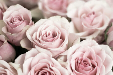 Rosa Rosen